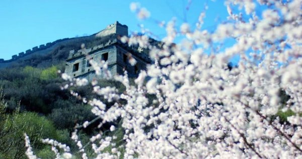 春到八达岭，花映古长城！
